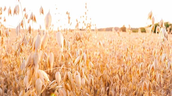 Photo of oats in a field